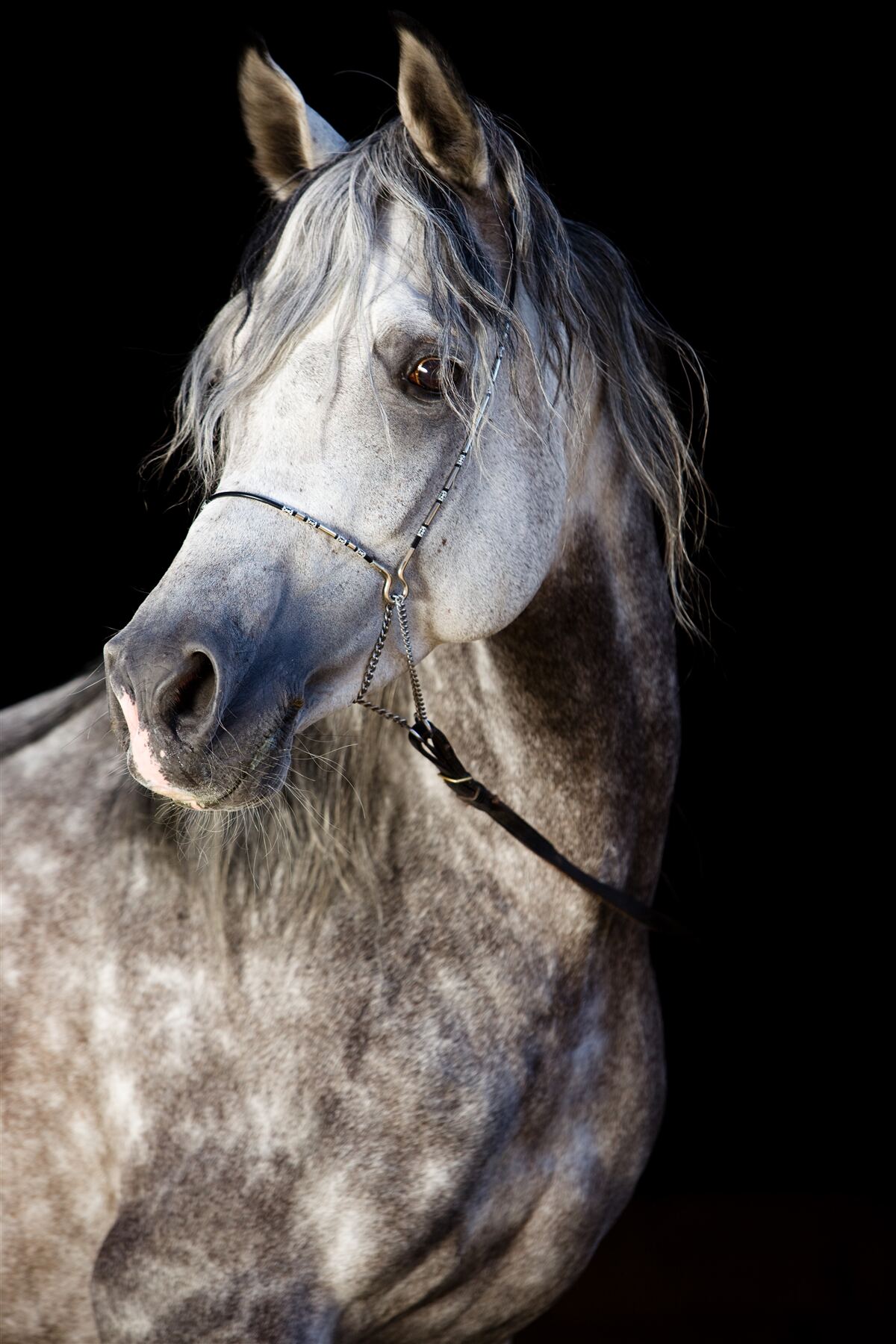Papier peint silhouette élégante d'un cheval sur fond sombre