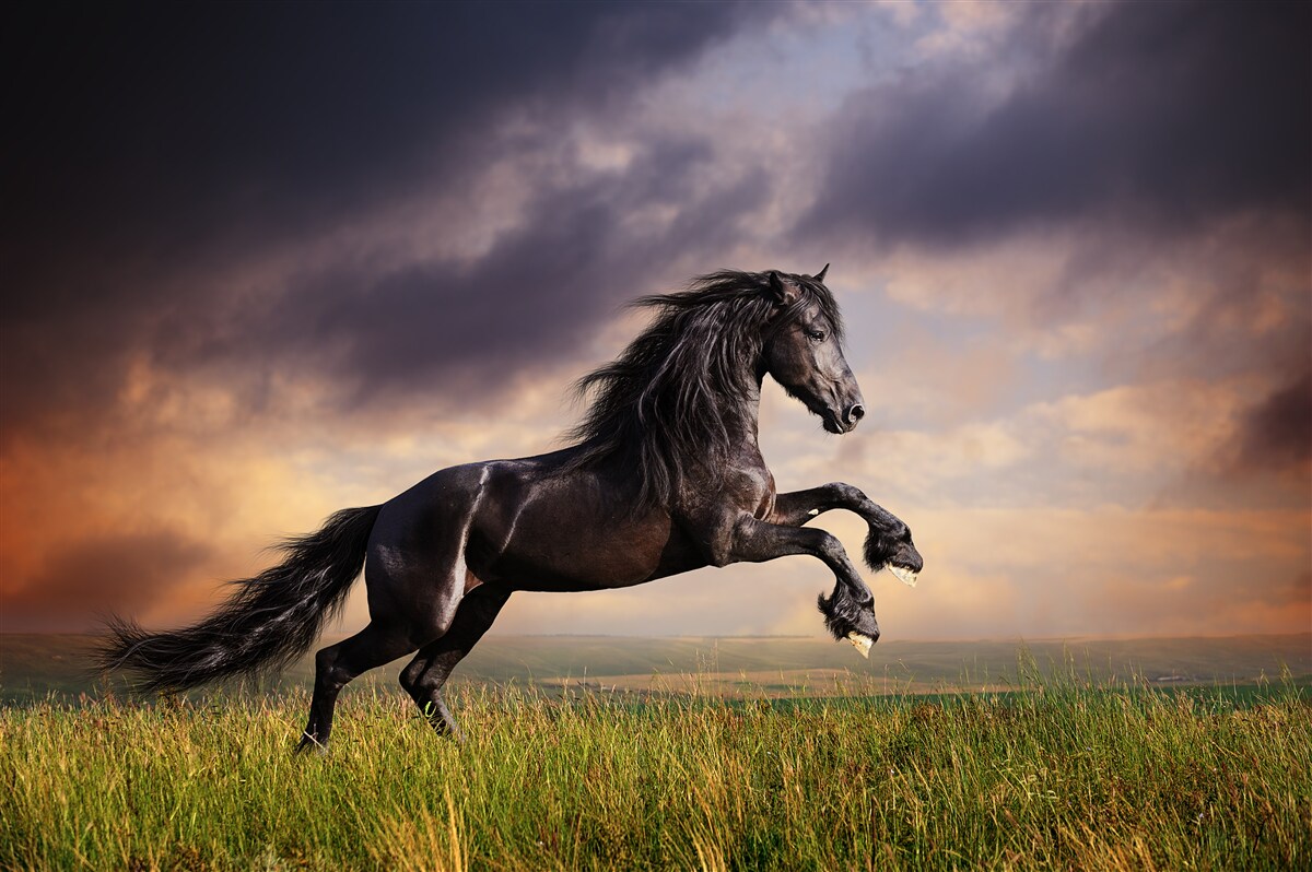 Papier peint un cheval galope dans un ciel sombre