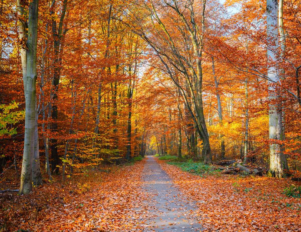 Papier peint arbres avec feuilles tombantes en automne