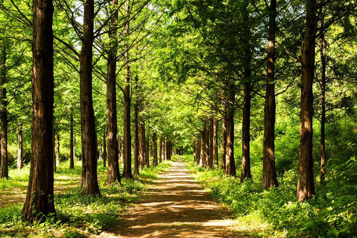 Papier peint chemin spacieux parmi les arbres émeraude