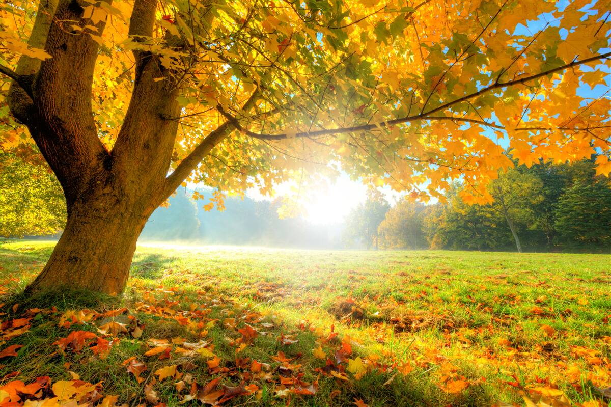 Papier peint forêt d'automne illuminée par le soleil