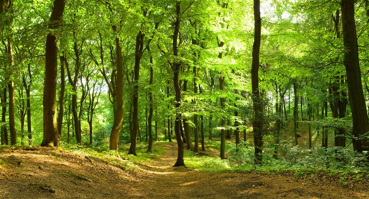Papier peint pelouse dans une dense forêt d'émeraude