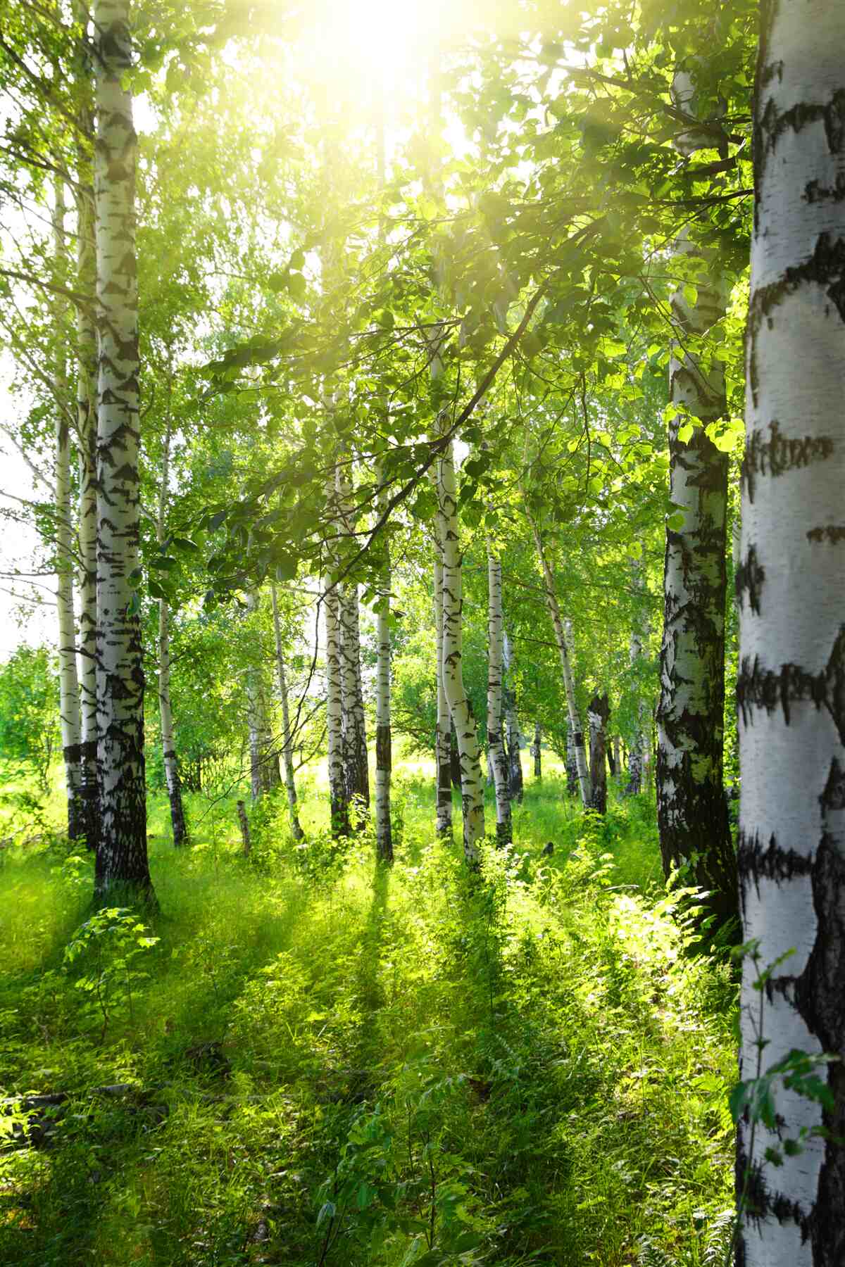 Papier peint soleil dans un bosquet de bouleaux