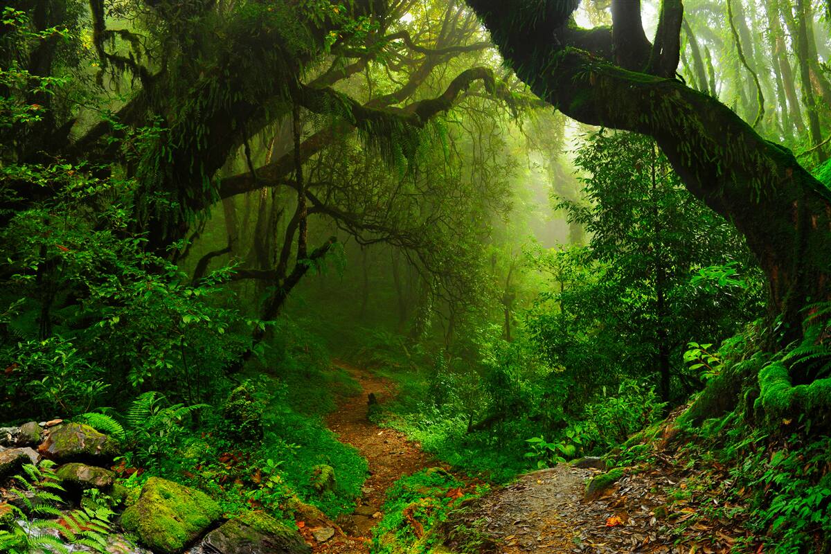 Papier peint chemin à travers une forêt dense et verdoyante