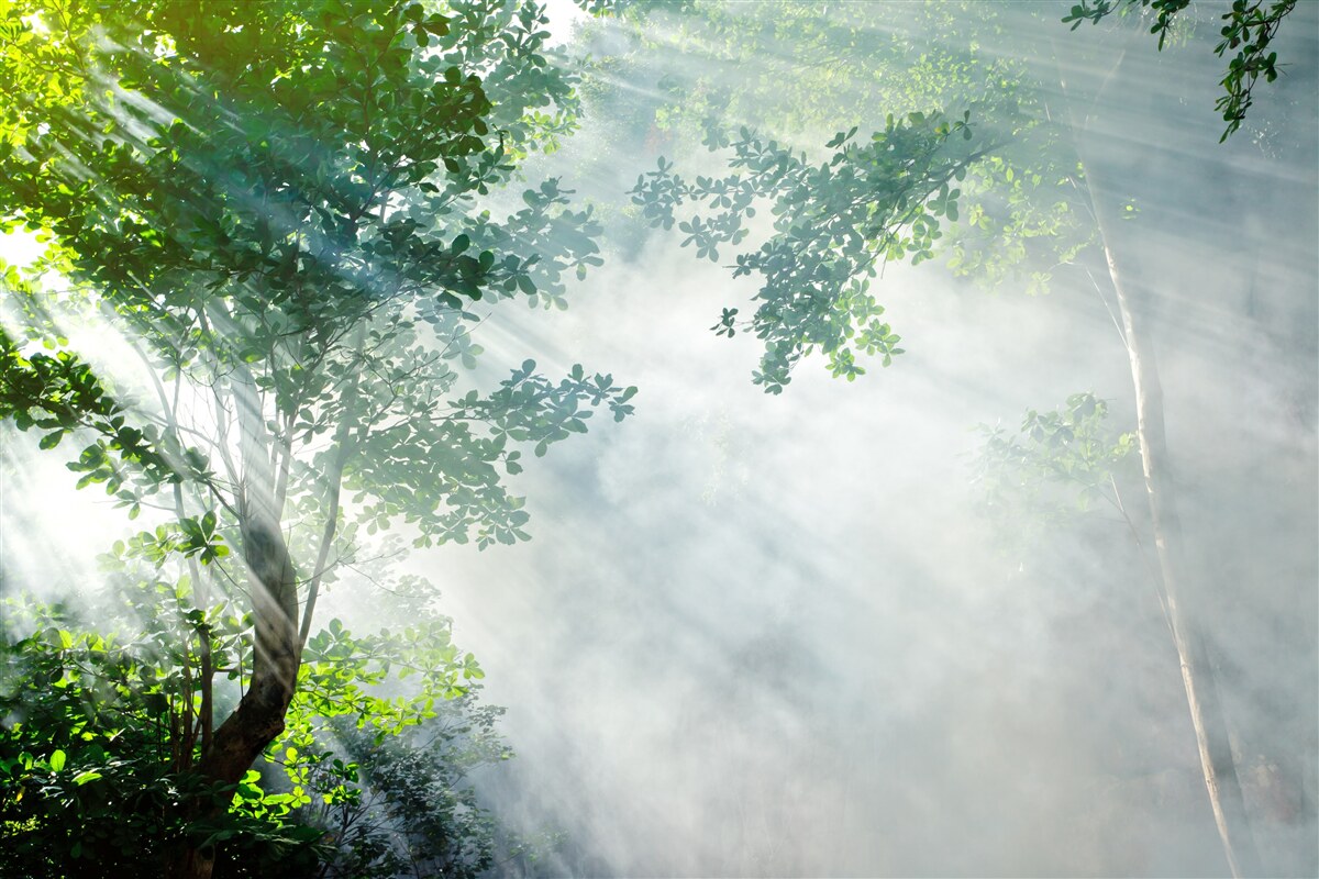 Papier peint les rayons du soleil matinal pénètrent dans la forêt