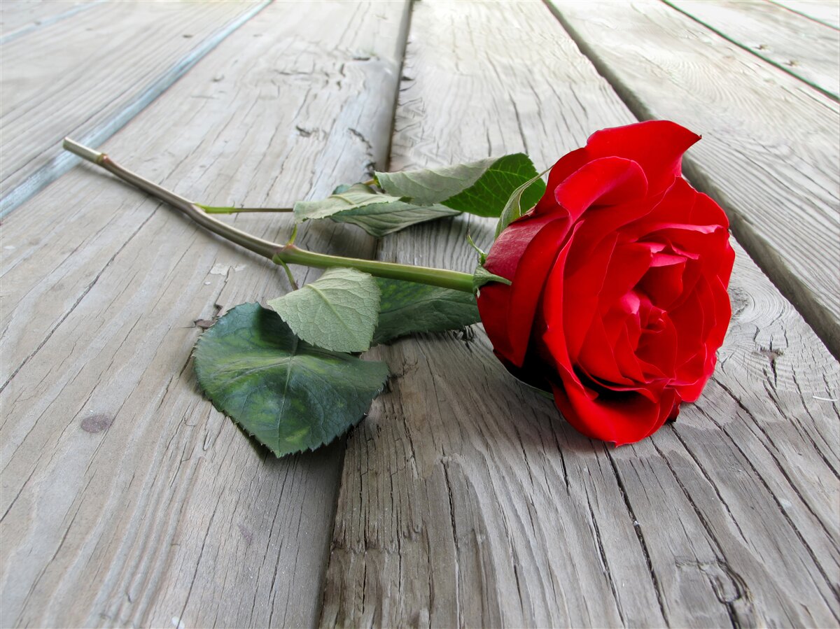 Papier peint fleur écarlate sur une surface en bois