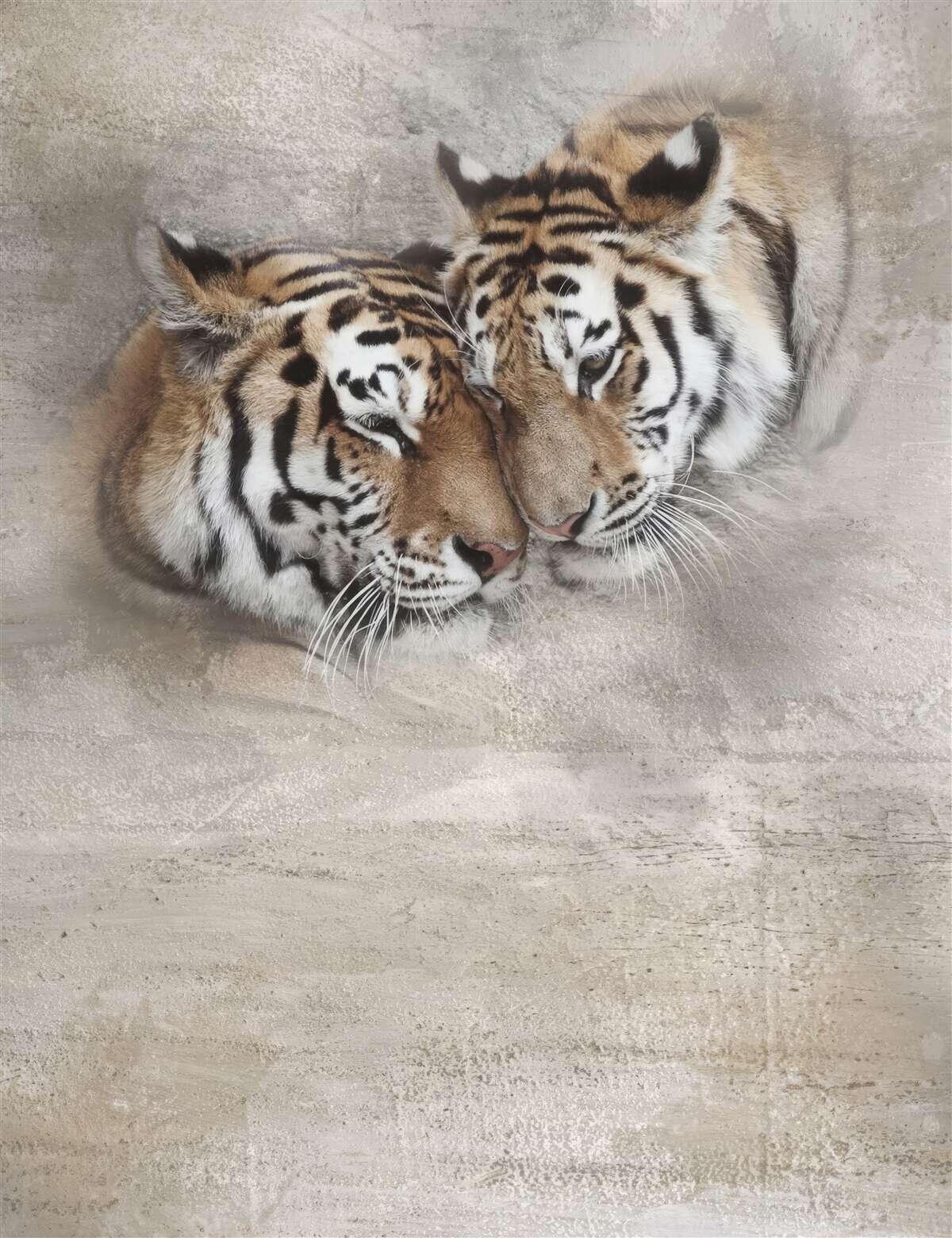 Papier peint deux tigres s'accrochent l'un à l'autre