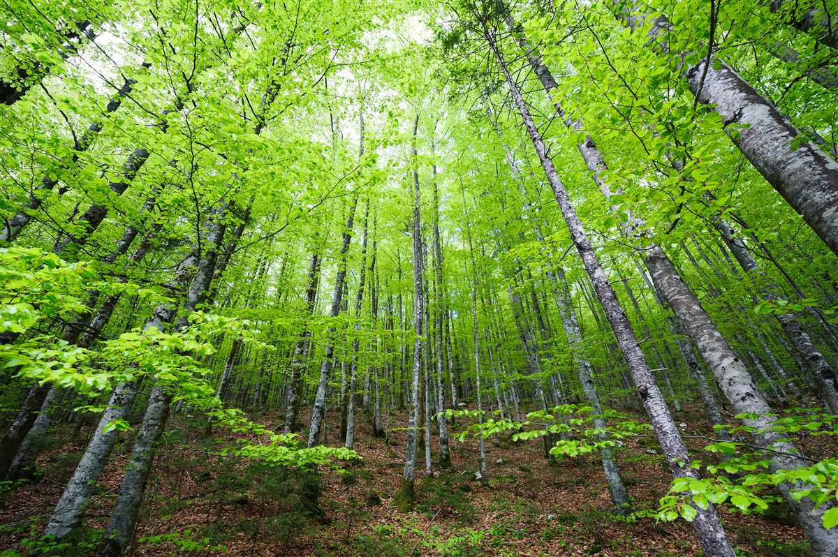 Papier peint les couronnes vertes des arbres de la forêt brillent de mille feux