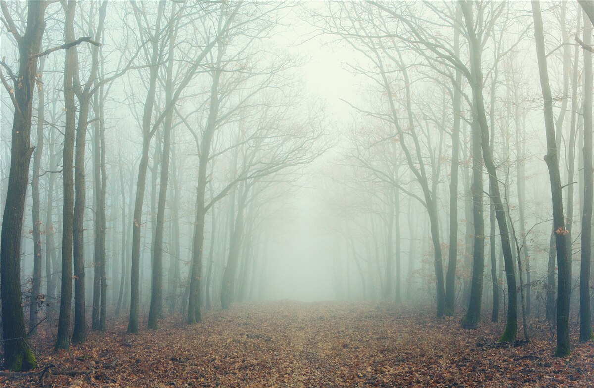Papier peint chemin d'automne, couvert de froid