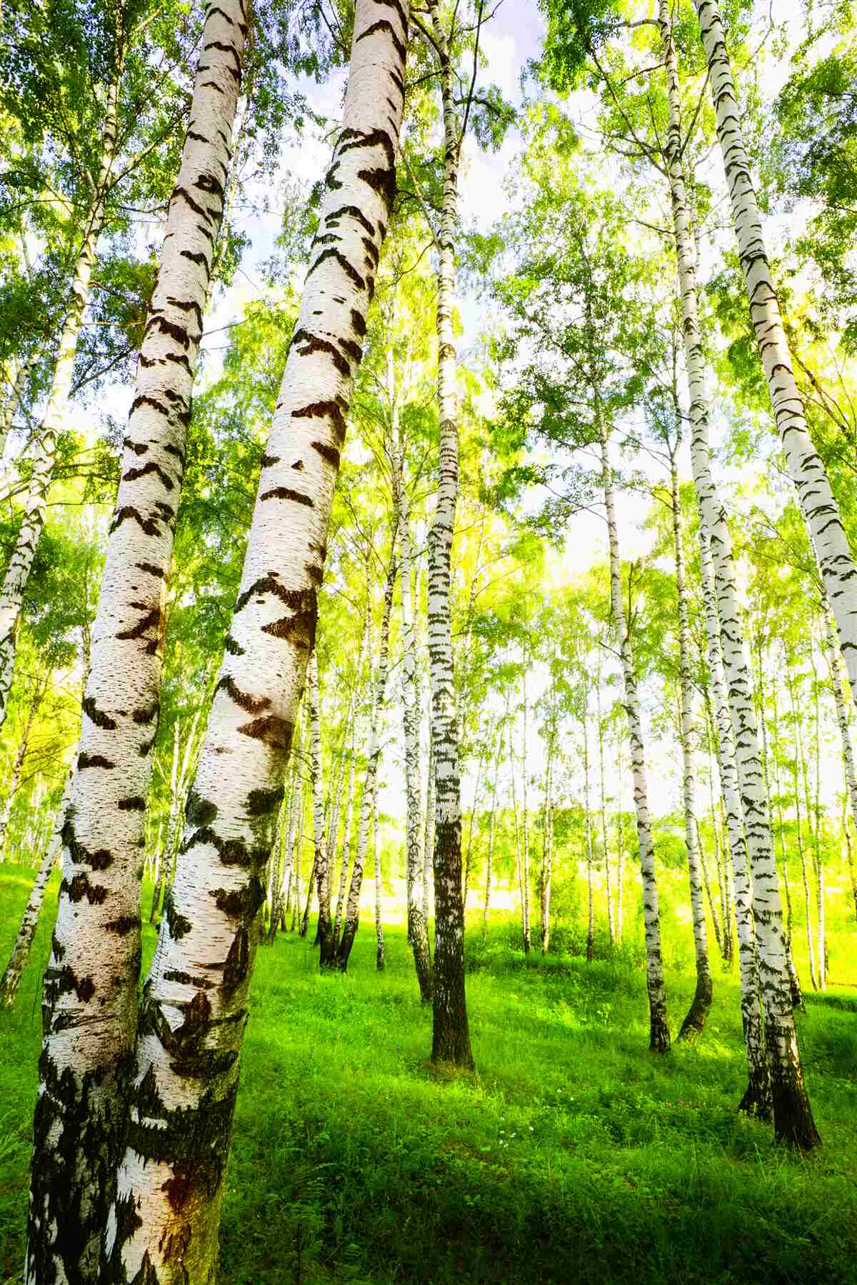 Papier peint un bosquet estival de bouleaux élancés