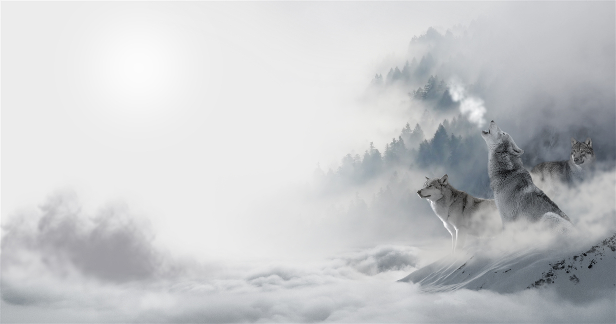 Papier peint on peut entendre les loups hurler dans la forêt d'hiver