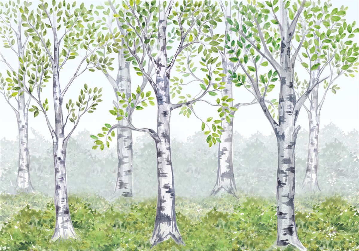 Papier peint aquarelle représentant un bosquet de bouleaux