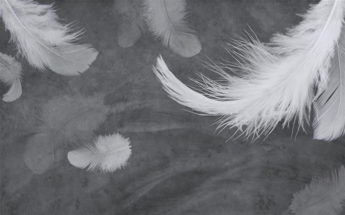 Papier peint Plumes blanches comme neige, densément dispersées sur un fond gris