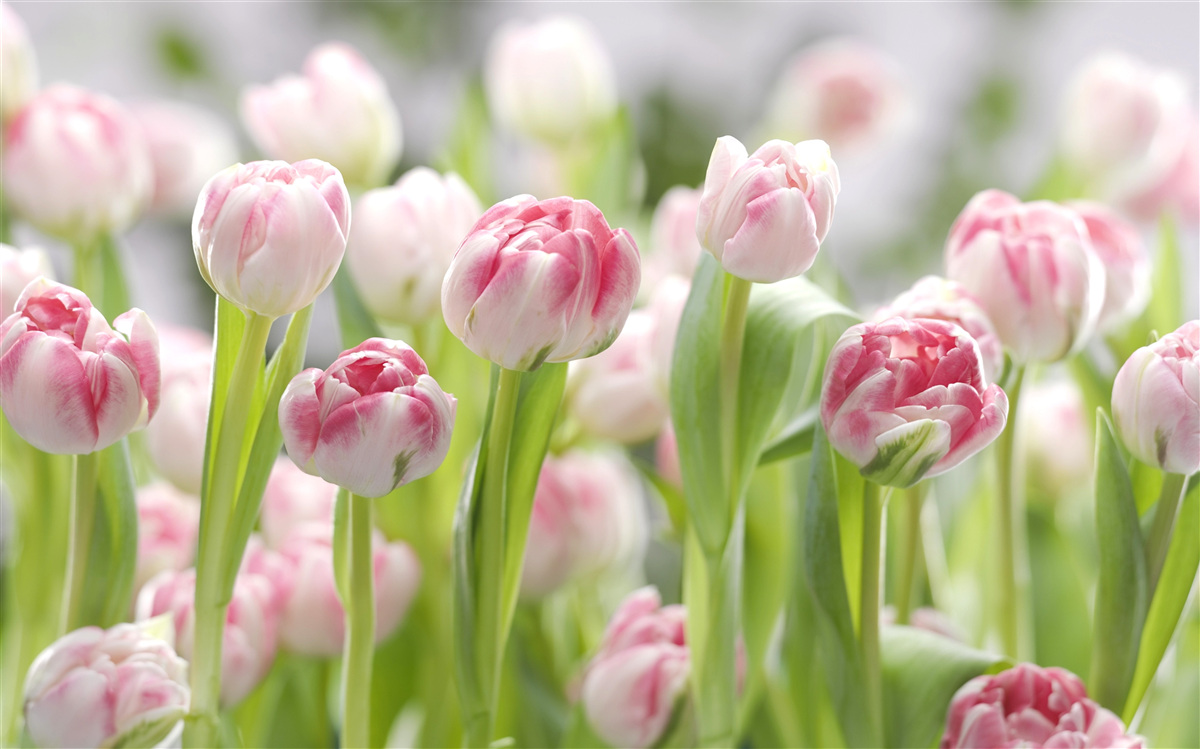 Papier peint bourgeons de tulipe non ouverts
