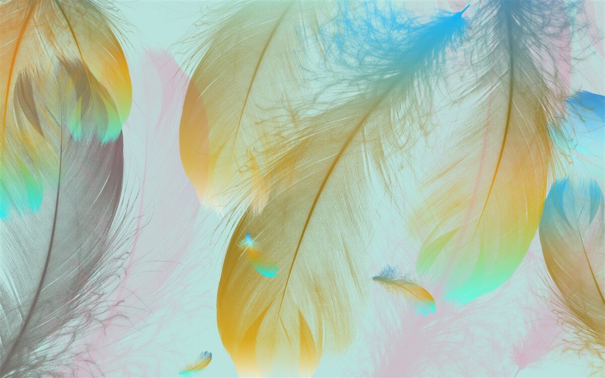 Papier peint plumes douces volantes